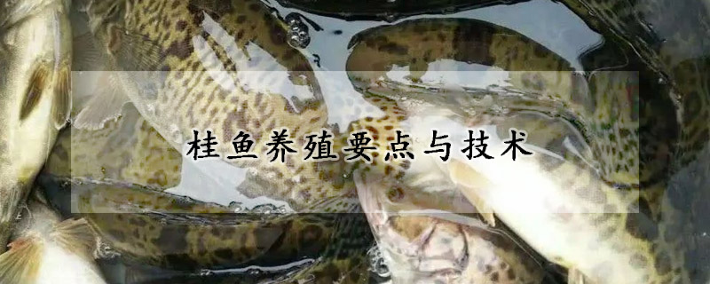 桂魚(yú)養(yǎng)殖要點(diǎn)與技術(shù)