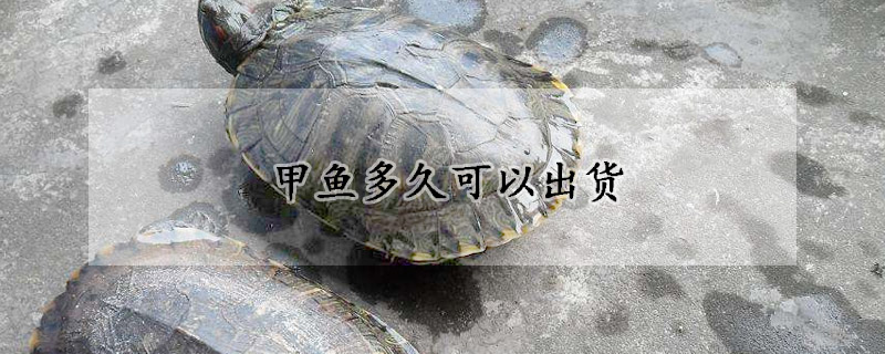 甲魚(yú)多久可以出貨