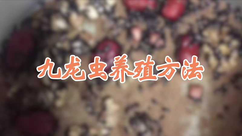 九龍蟲養(yǎng)殖方法