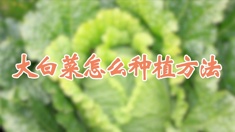 大白菜怎么種植方法