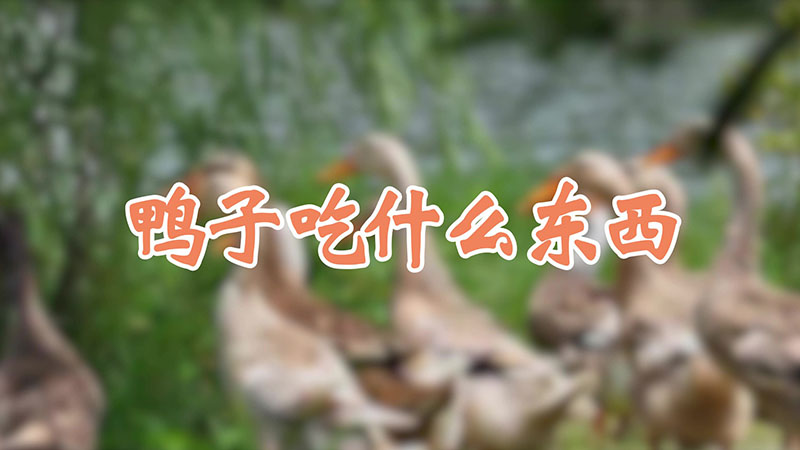 鴨子吃什么東西