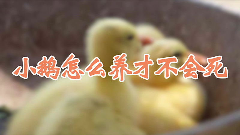 小鵝怎么養(yǎng)才不會死