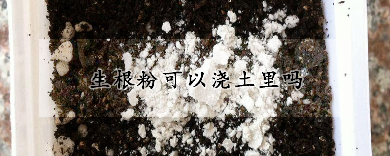 生根粉可以澆土里嗎