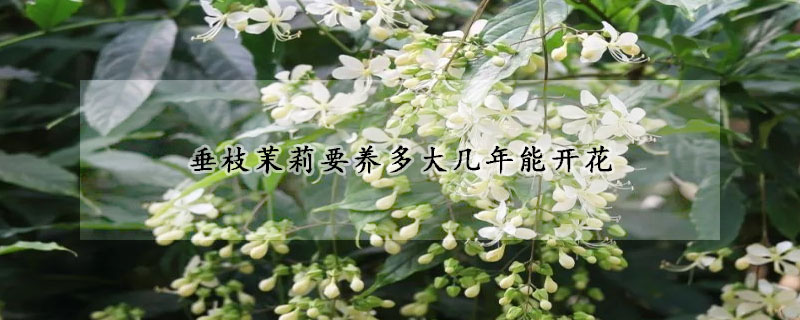 垂枝茉莉要養(yǎng)多大幾年能開(kāi)花