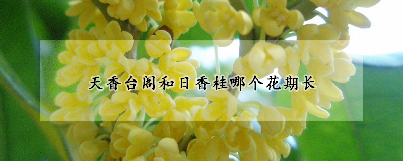 天香臺(tái)閣和日香桂哪個(gè)花期長(zhǎng)