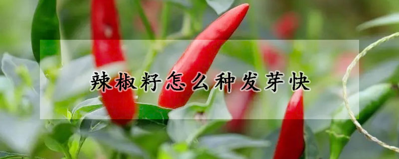 辣椒籽怎么種發芽快