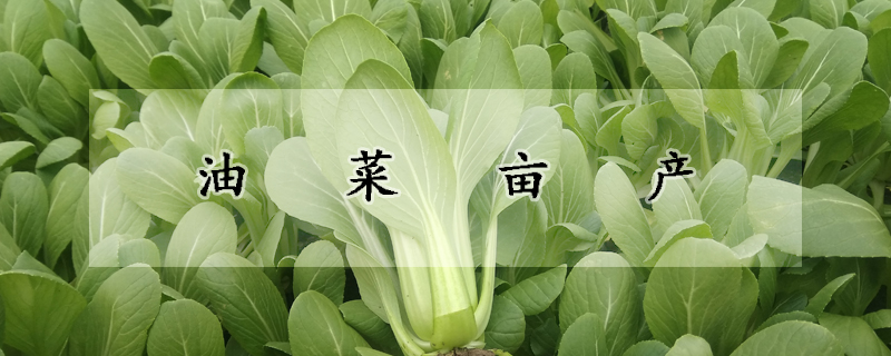 油菜畝產(chǎn)