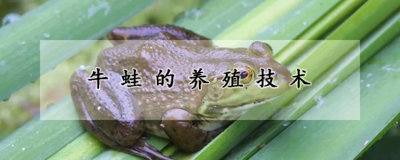 牛蛙的養(yǎng)殖技術(shù)