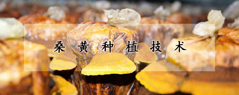 桑黃種植技術(shù)