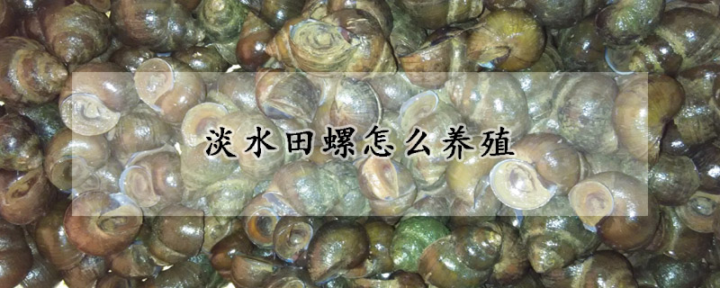 淡水田螺怎么養殖