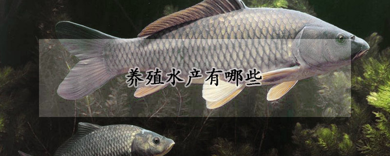 養(yǎng)殖水產有哪些