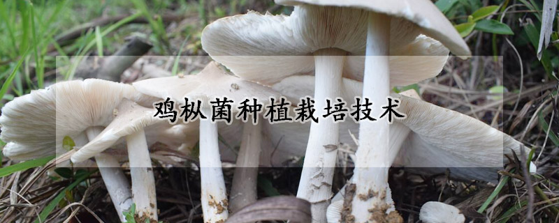 雞樅菌種植栽培技術