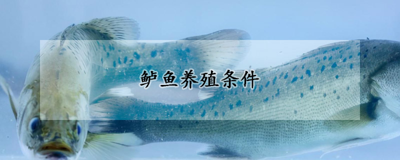 鱸魚養殖條件