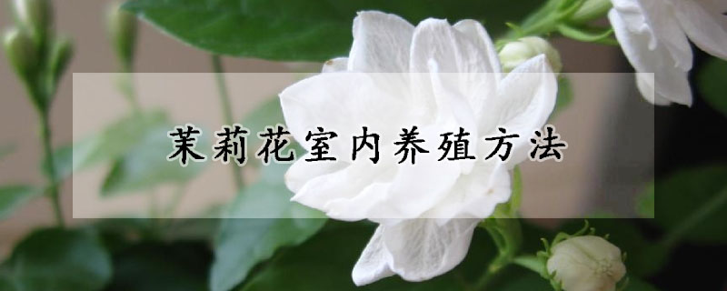 茉莉花室內養(yǎng)殖方法