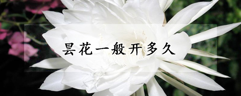 曇花一般開(kāi)多久