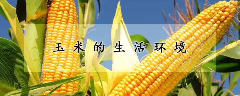 玉米的生活環(huán)境