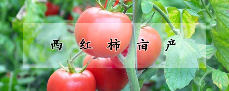 西紅柿畝產(chǎn)