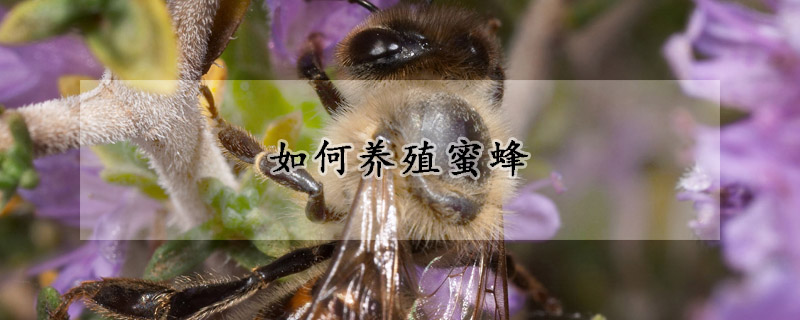 如何養(yǎng)殖蜜蜂