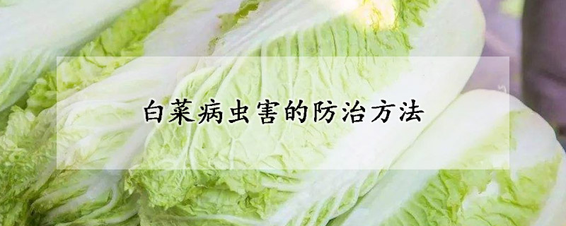 白菜病蟲害的防治方法