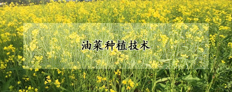 油菜種植技術(shù)