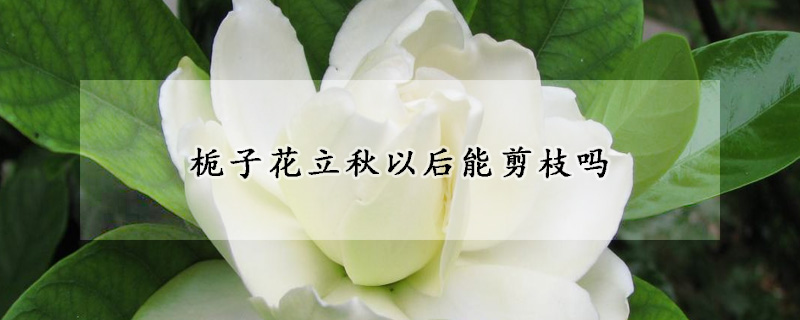 梔子花立秋以后能剪枝嗎