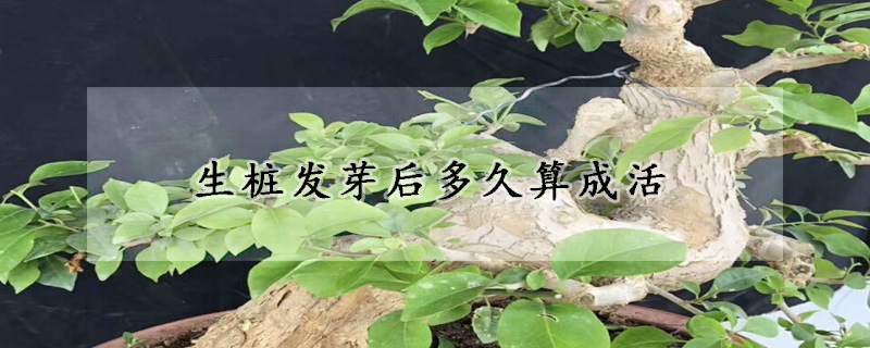 生樁發芽后多久算成活