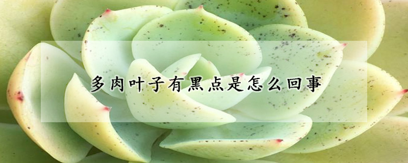 多肉葉子有黑點(diǎn)是怎么回事