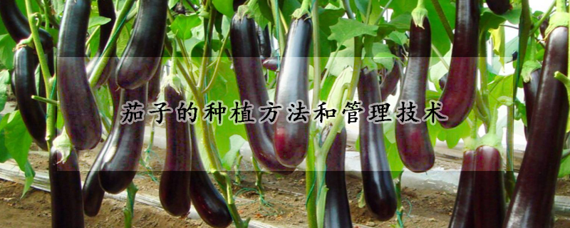 茄子的種植方法和管理技術(shù)