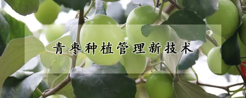 青棗種植管理新技術(shù)