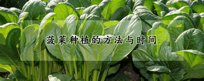 菠菜種植的方法與時間