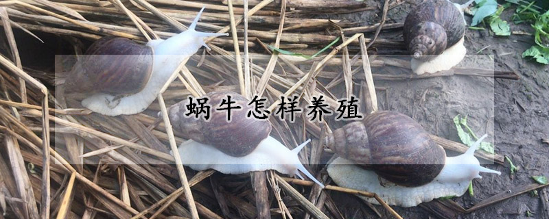 蝸牛怎樣養殖