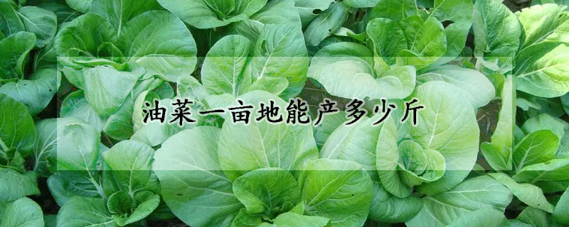 油菜一畝地能產(chǎn)多少斤