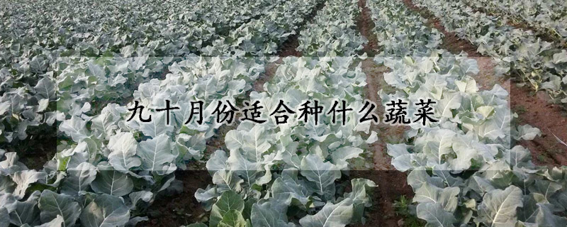 九十月份適合種什么蔬菜