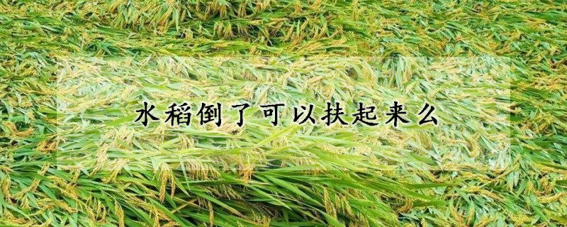 水稻倒了可以扶起來么