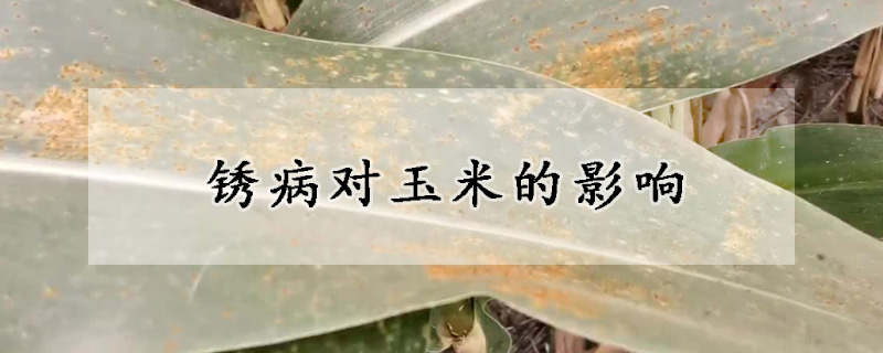 銹病對(duì)玉米的影響