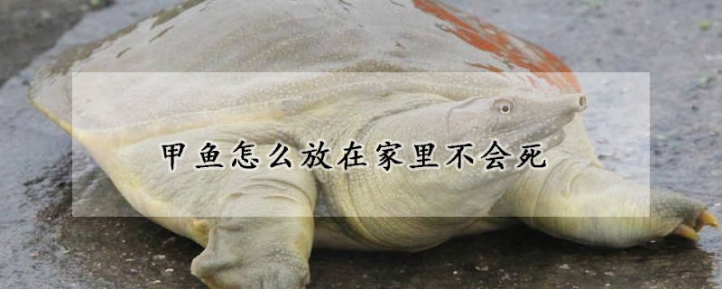 甲魚怎么放在家里不會死