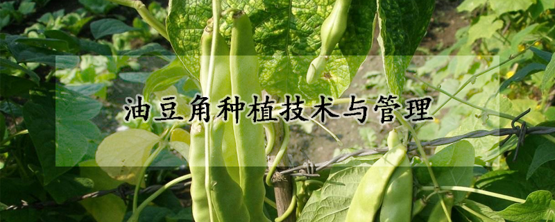 油豆角種植技術與管理