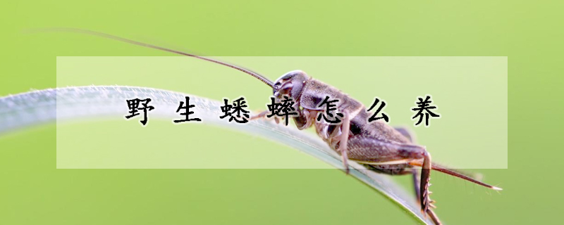 野生蟋蟀怎么養(yǎng)