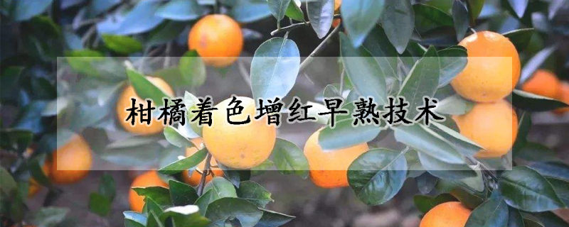 柑橘著色增紅早熟技術(shù)