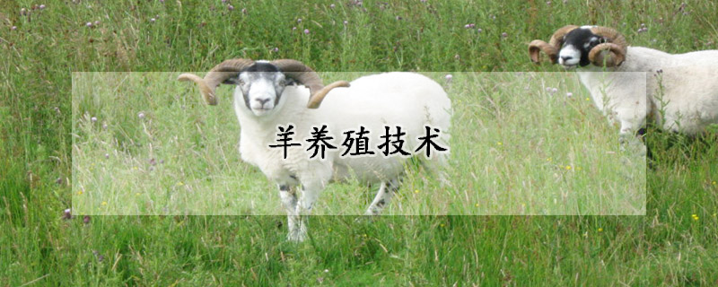 羊養(yǎng)殖技術