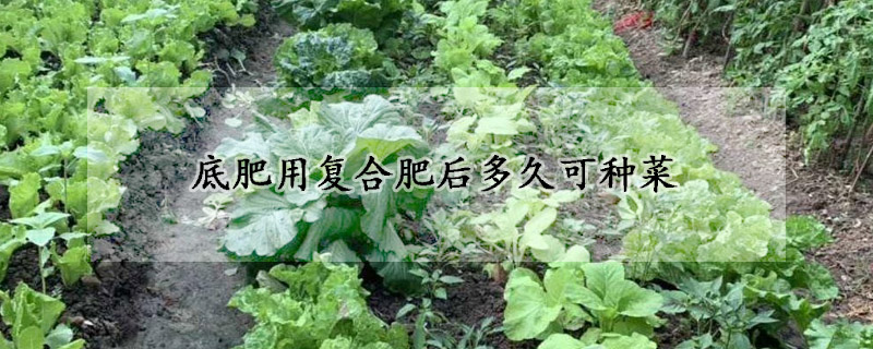 底肥用復(fù)合肥后多久可種菜