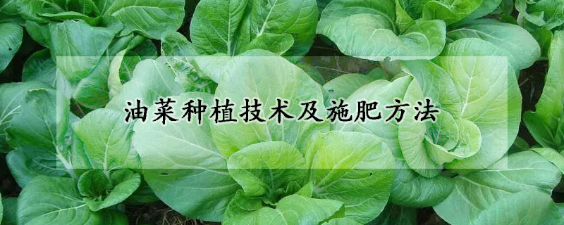 油菜種植技術(shù)及施肥方法