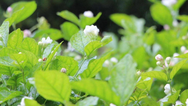 茉莉花什么時(shí)候修剪