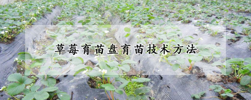 草莓育苗盤育苗技術(shù)方法