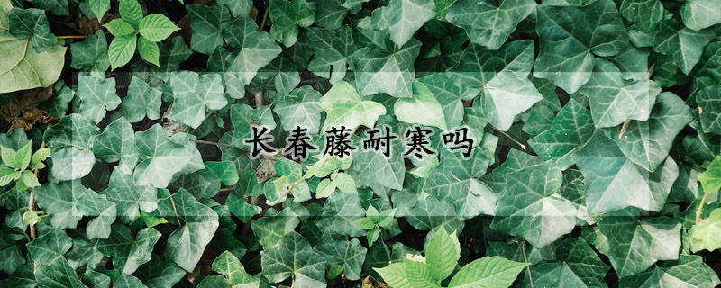 長(zhǎng)春藤耐寒嗎