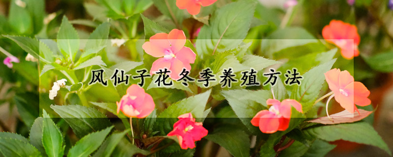 風(fēng)仙子花冬季養(yǎng)殖方法