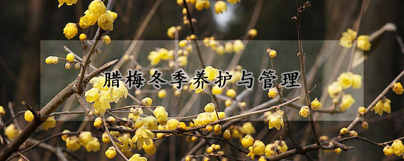 臘梅冬季養(yǎng)護(hù)與管理