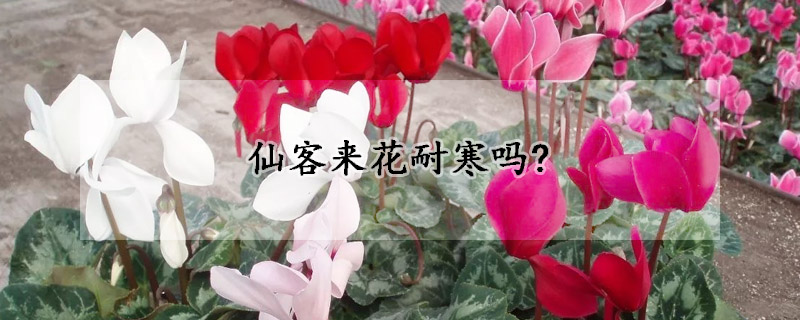 仙客來花耐寒嗎?