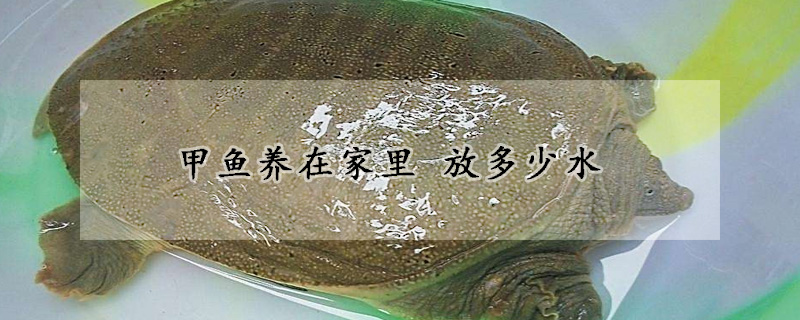 甲魚養在家里 放多少水