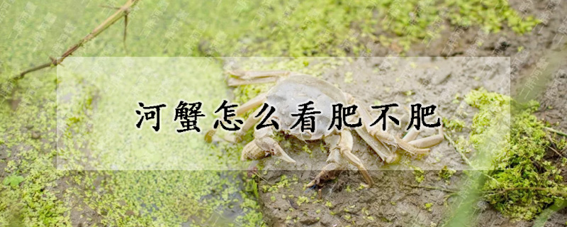 河蟹怎么看肥不肥